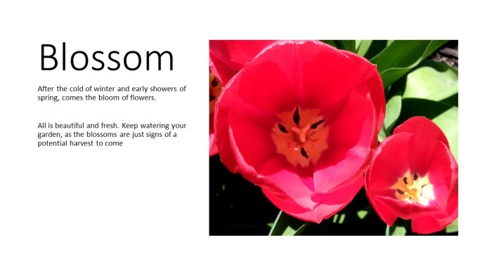 blossom1